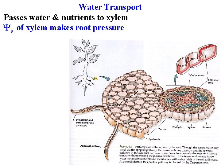 Water Transport Passes water & nutrients to xylem Ys of xylem makes root pressure