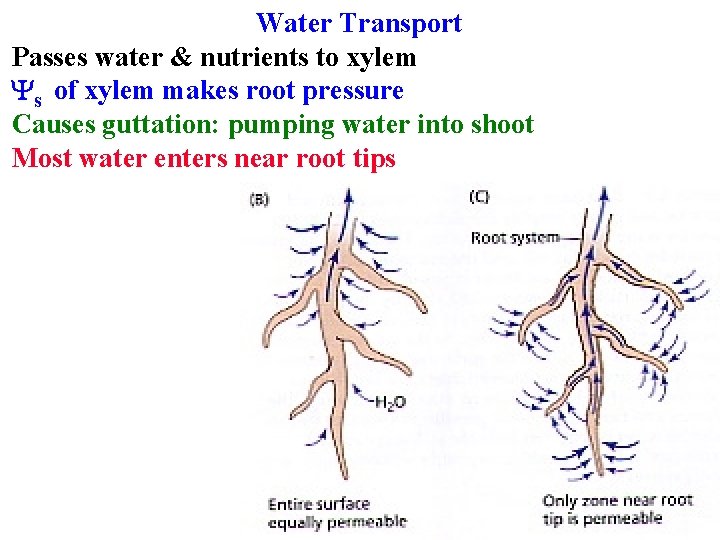 Water Transport Passes water & nutrients to xylem Ys of xylem makes root pressure