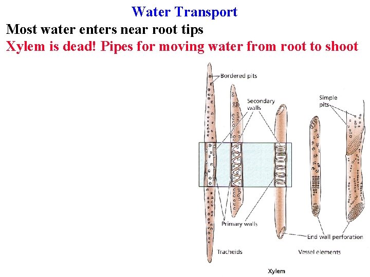 Water Transport Most water enters near root tips Xylem is dead! Pipes for moving