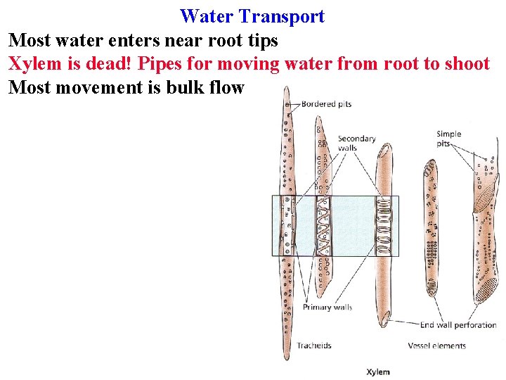 Water Transport Most water enters near root tips Xylem is dead! Pipes for moving