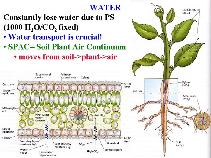 WATER Constantly lose water due to PS (1000 H 2 O/CO 2 fixed) •
