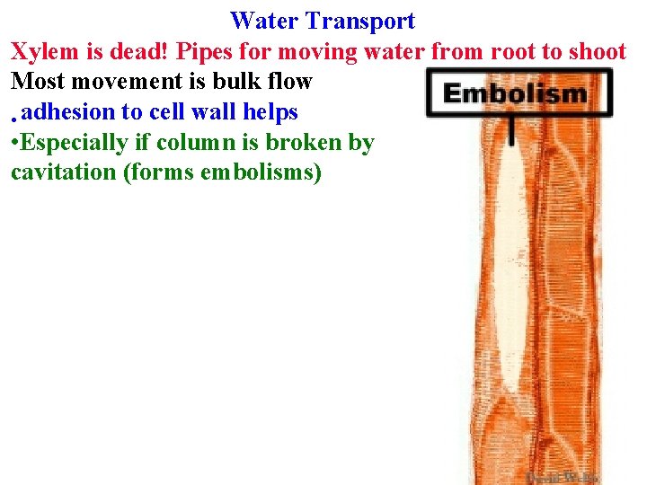 Water Transport Xylem is dead! Pipes for moving water from root to shoot Most