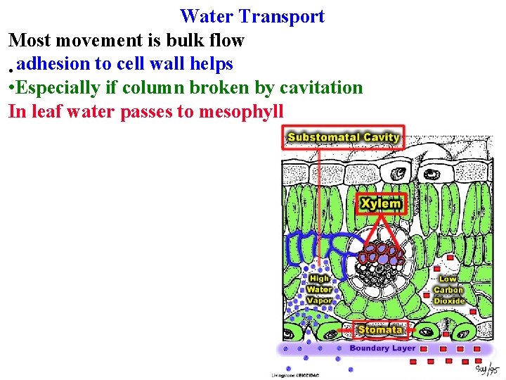 Water Transport Most movement is bulk flow • adhesion to cell wall helps •