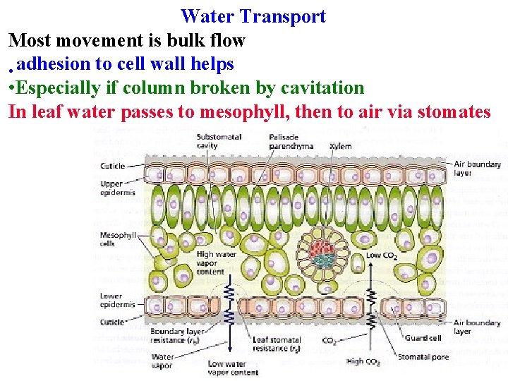 Water Transport Most movement is bulk flow • adhesion to cell wall helps •