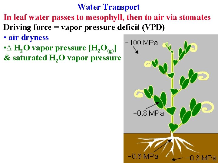 Water Transport In leaf water passes to mesophyll, then to air via stomates Driving