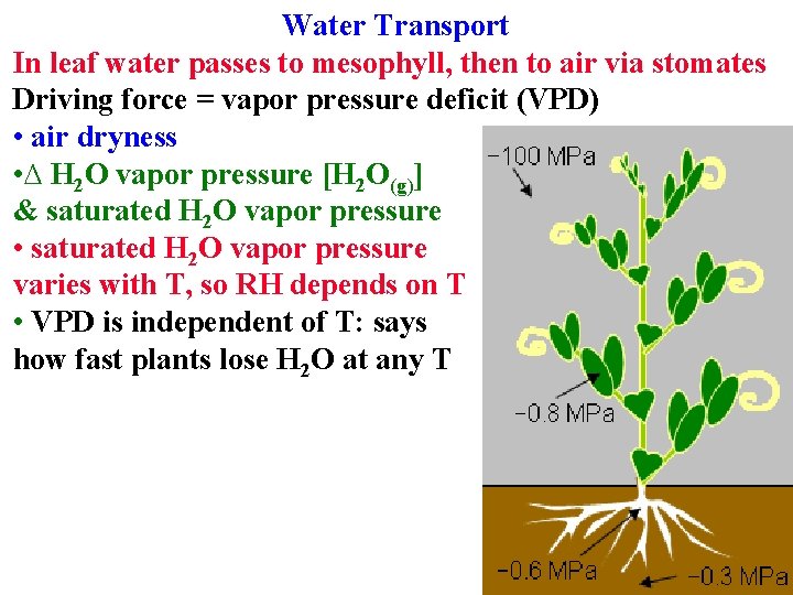 Water Transport In leaf water passes to mesophyll, then to air via stomates Driving