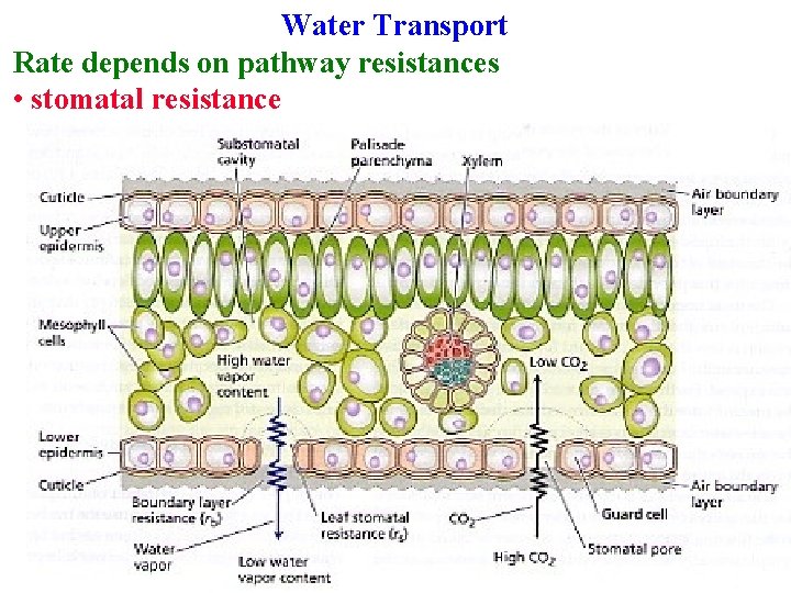 Water Transport Rate depends on pathway resistances • stomatal resistance 