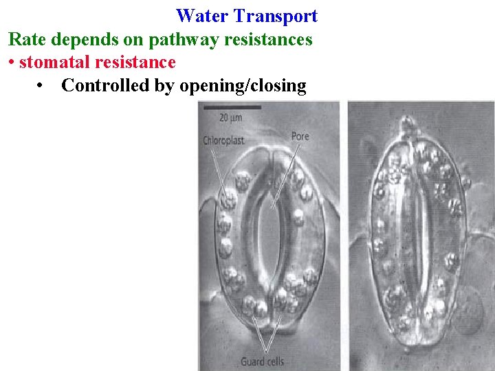 Water Transport Rate depends on pathway resistances • stomatal resistance • Controlled by opening/closing