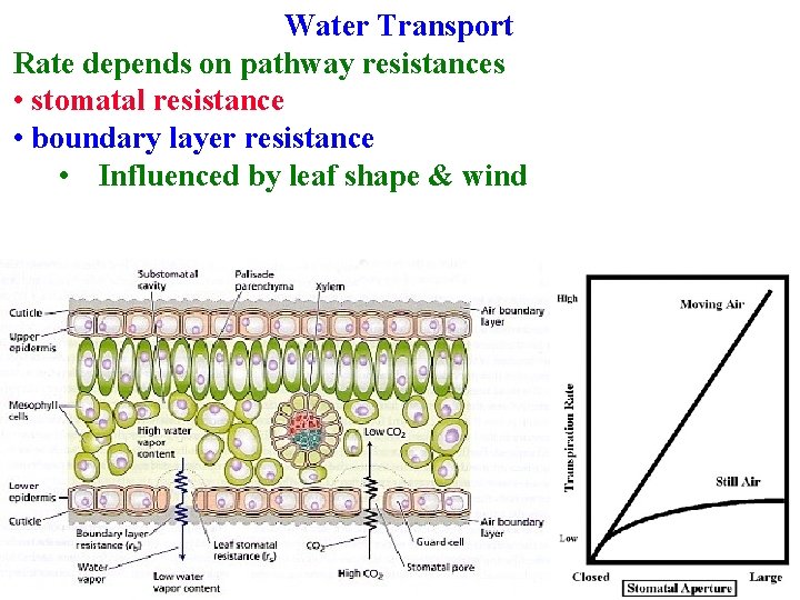 Water Transport Rate depends on pathway resistances • stomatal resistance • boundary layer resistance