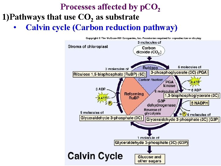 Processes affected by p. CO 2 1)Pathways that use CO 2 as substrate •