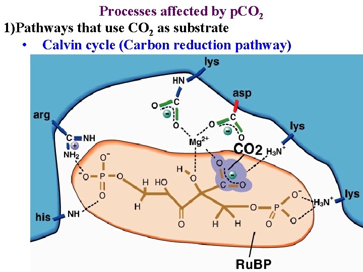 Processes affected by p. CO 2 1)Pathways that use CO 2 as substrate •