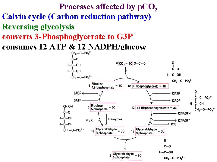 Processes affected by p. CO 2 Calvin cycle (Carbon reduction pathway) Reversing glycolysis converts