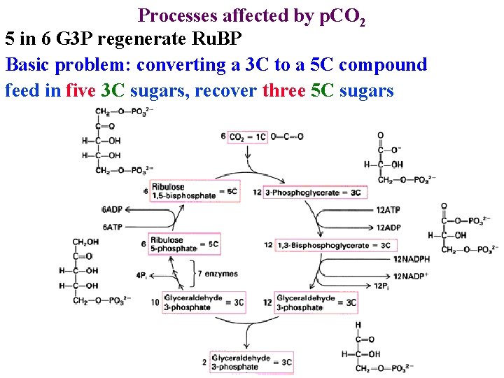 Processes affected by p. CO 2 5 in 6 G 3 P regenerate Ru.