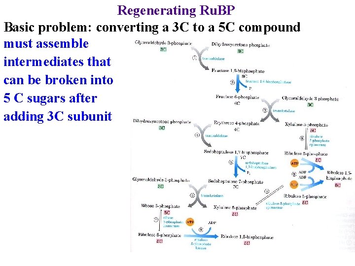 Regenerating Ru. BP Basic problem: converting a 3 C to a 5 C compound