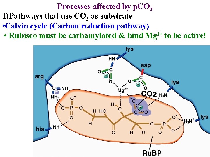 Processes affected by p. CO 2 1)Pathways that use CO 2 as substrate •