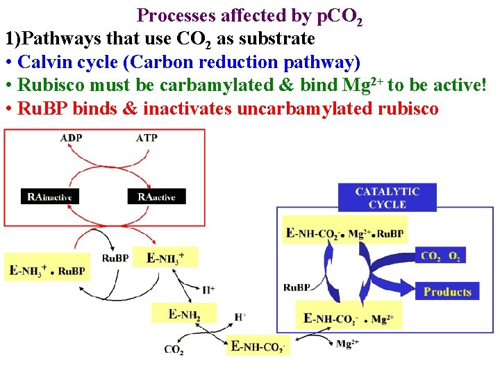 Processes affected by p. CO 2 1)Pathways that use CO 2 as substrate •