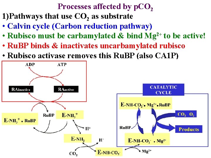 Processes affected by p. CO 2 1)Pathways that use CO 2 as substrate •