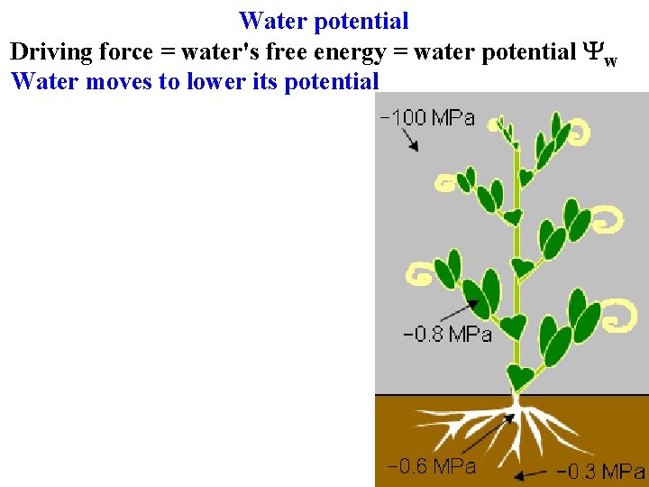 Water potential Driving force = water's free energy = water potential Yw Water moves