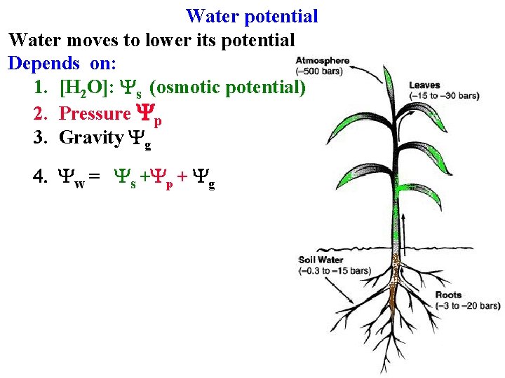 Water potential Water moves to lower its potential Depends on: 1. [H 2 O]: