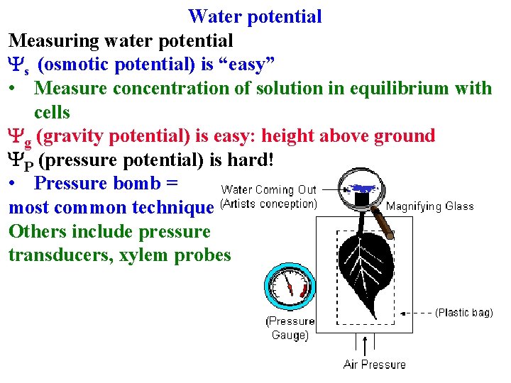 Water potential Measuring water potential Ys (osmotic potential) is “easy” • Measure concentration of