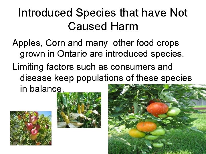 Introduced Species that have Not Caused Harm Apples, Corn and many other food crops