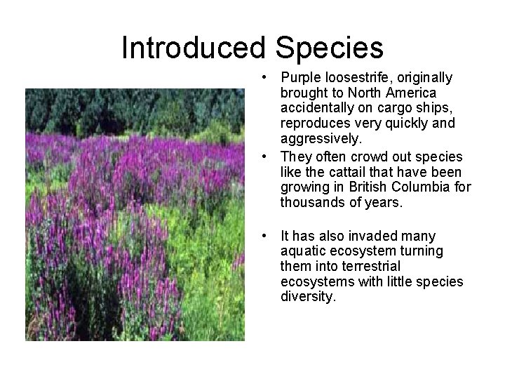Introduced Species • Purple loosestrife, originally brought to North America accidentally on cargo ships,