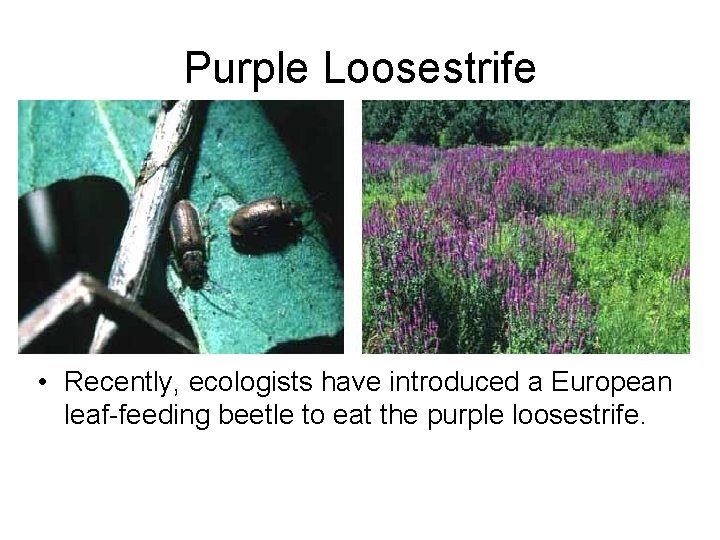 Purple Loosestrife • Recently, ecologists have introduced a European leaf-feeding beetle to eat the