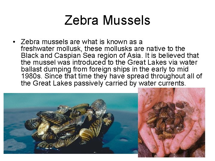 Zebra Mussels • Zebra mussels are what is known as a freshwater mollusk, these
