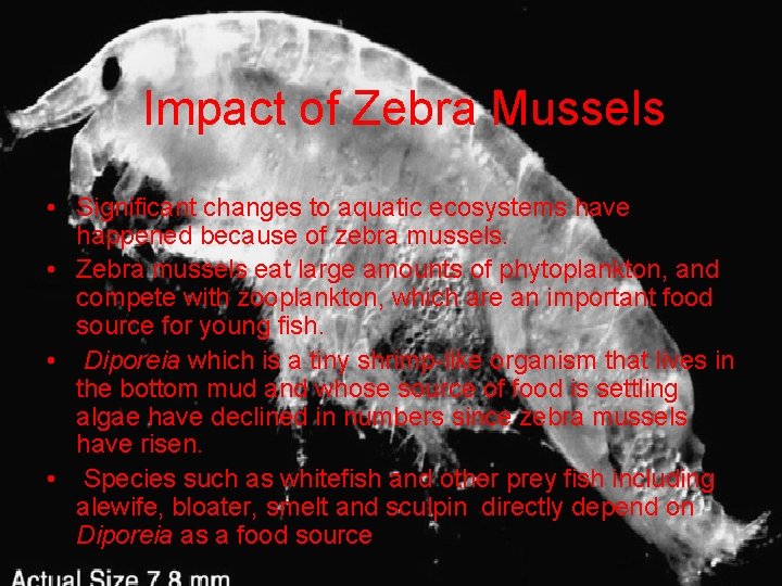 Impact of Zebra Mussels • Significant changes to aquatic ecosystems have happened because of