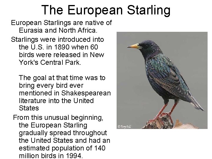 The European Starlings are native of Eurasia and North Africa. Starlings were introduced into