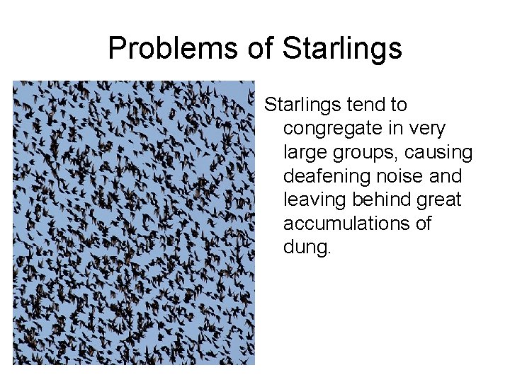 Problems of Starlings tend to congregate in very large groups, causing deafening noise and