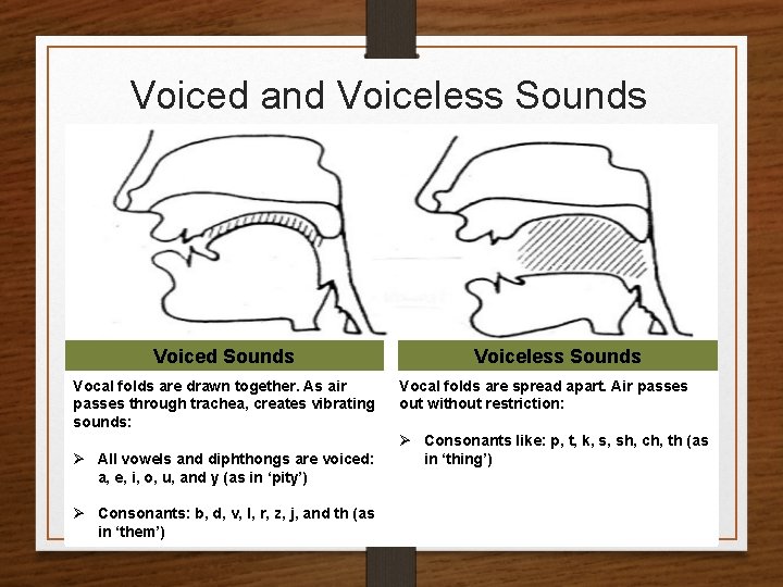 Voiced and Voiceless Sounds Voiced Sounds Vocal folds are drawn together. As air passes