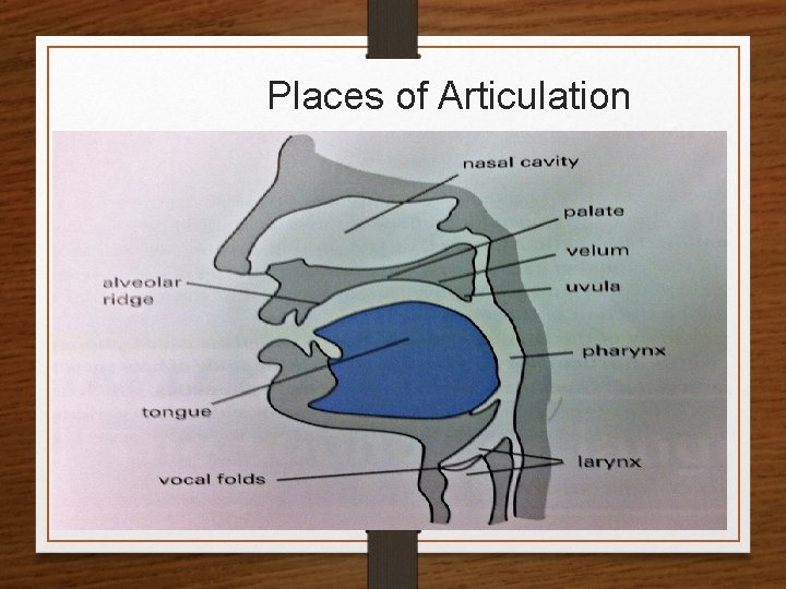 Places of Articulation 