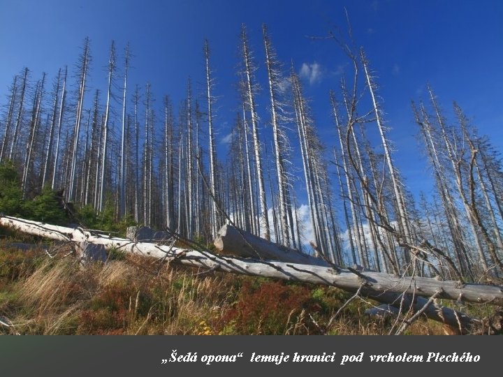 „Šedá opona“ lemuje hranici pod vrcholem Plechého 