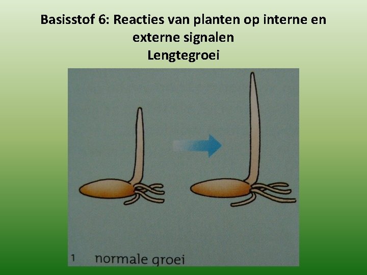 Basisstof 6: Reacties van planten op interne en externe signalen Lengtegroei 