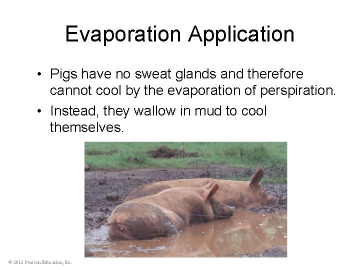 Evaporation Application • Pigs have no sweat glands and therefore cannot cool by the