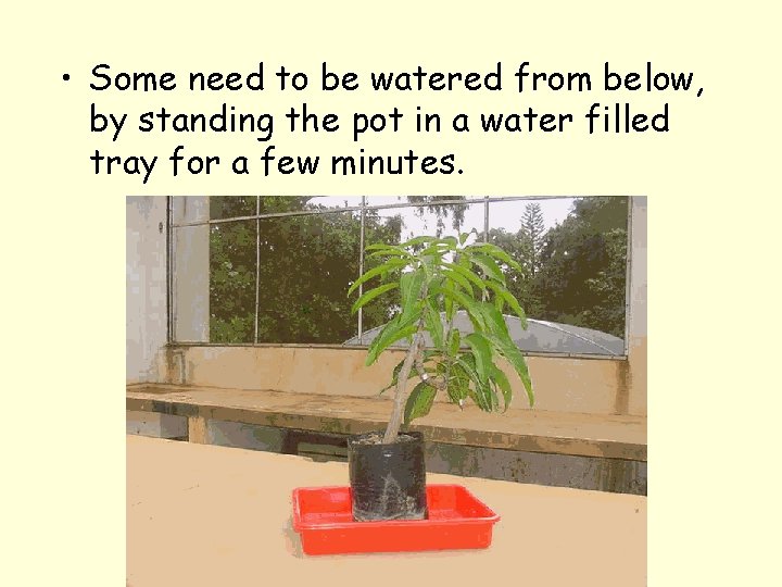  • Some need to be watered from below, by standing the pot in