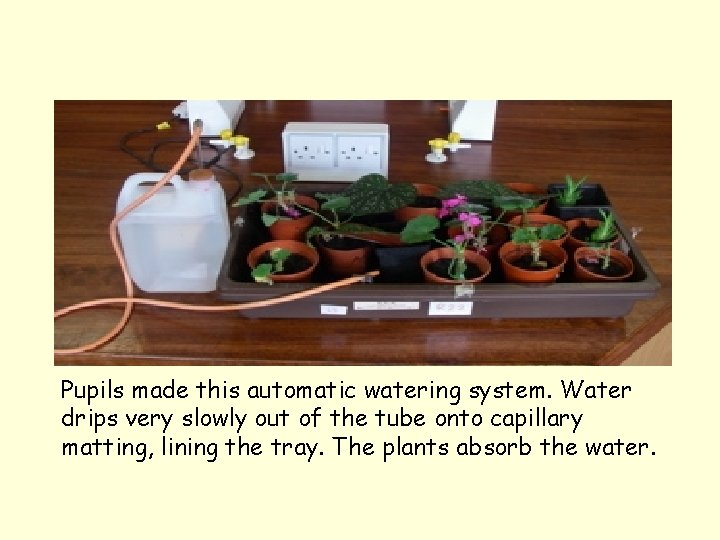 Pupils made this automatic watering system. Water drips very slowly out of the tube