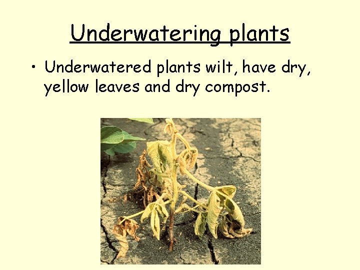 Underwatering plants • Underwatered plants wilt, have dry, yellow leaves and dry compost. 