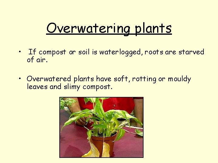Overwatering plants • If compost or soil is waterlogged, roots are starved of air.