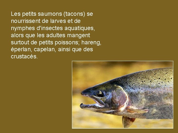 Les petits saumons (tacons) se nourrissent de larves et de nymphes d'insectes aquatiques, alors