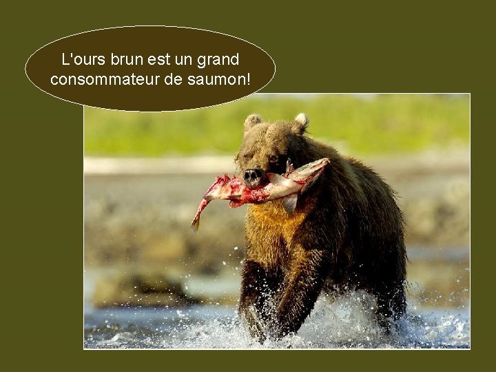 L'ours brun est un grand consommateur de saumon! 