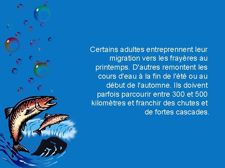 Certains adultes entreprennent leur migration vers les frayères au printemps. D'autres remontent les cours