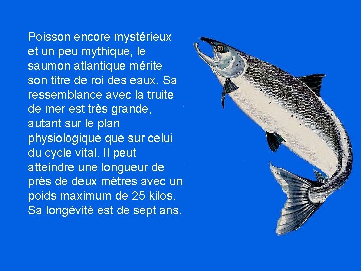 Poisson encore mystérieux et un peu mythique, le saumon atlantique mérite son titre de