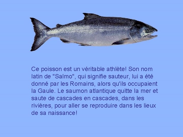 Ce poisson est un véritable athlète! Son nom latin de "Salmo", qui signifie sauteur,