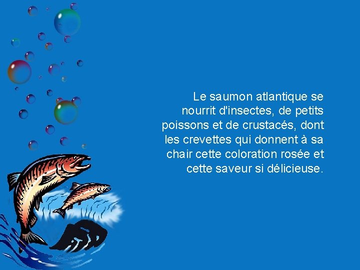 Le saumon atlantique se nourrit d'insectes, de petits poissons et de crustacés, dont les