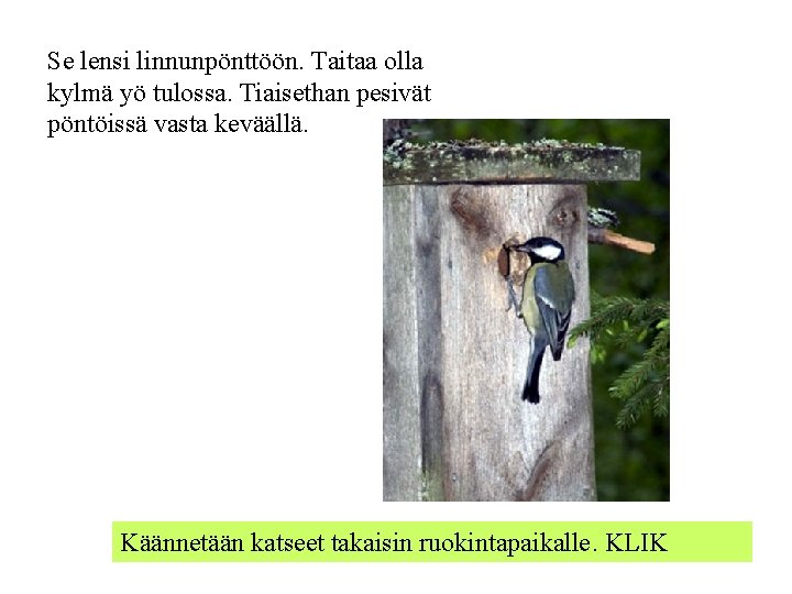 Se lensi linnunpönttöön. Taitaa olla kylmä yö tulossa. Tiaisethan pesivät pöntöissä vasta keväällä. Käännetään