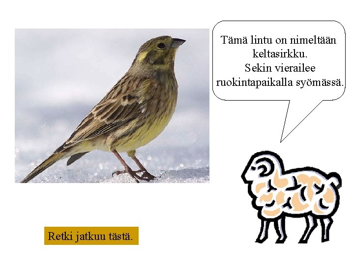 Tämä lintu on nimeltään keltasirkku. Sekin vierailee ruokintapaikalla syömässä. Retki jatkuu tästä. 