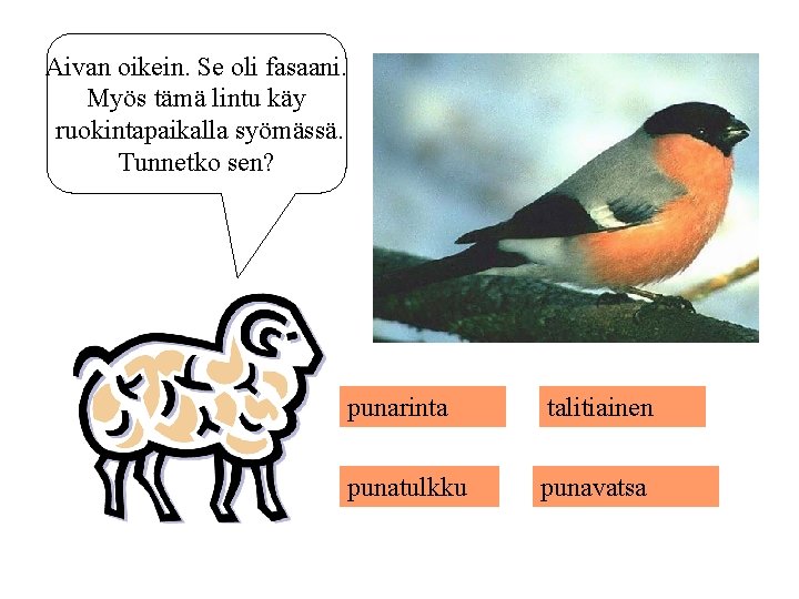 Aivan oikein. Se oli fasaani. Myös tämä lintu käy ruokintapaikalla syömässä. Tunnetko sen? punarinta