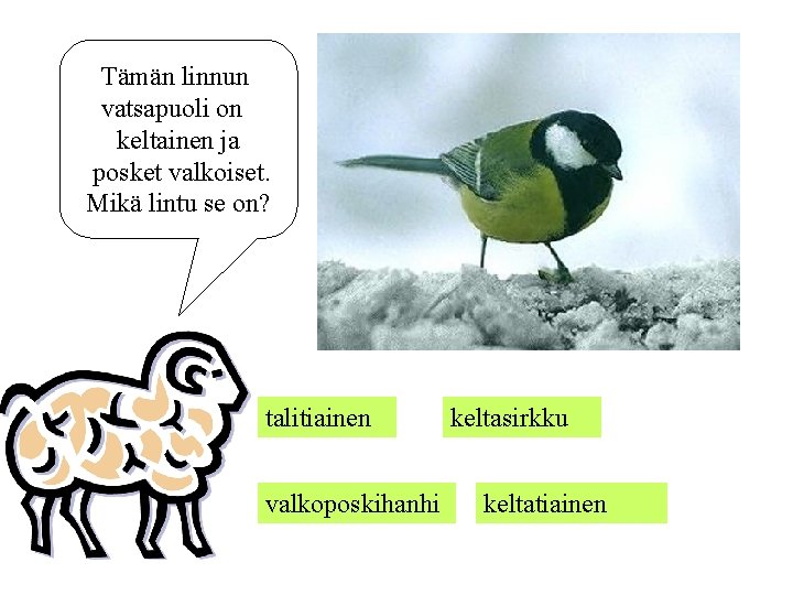 Tämän linnun vatsapuoli on keltainen ja posket valkoiset. Mikä lintu se on? talitiainen valkoposkihanhi